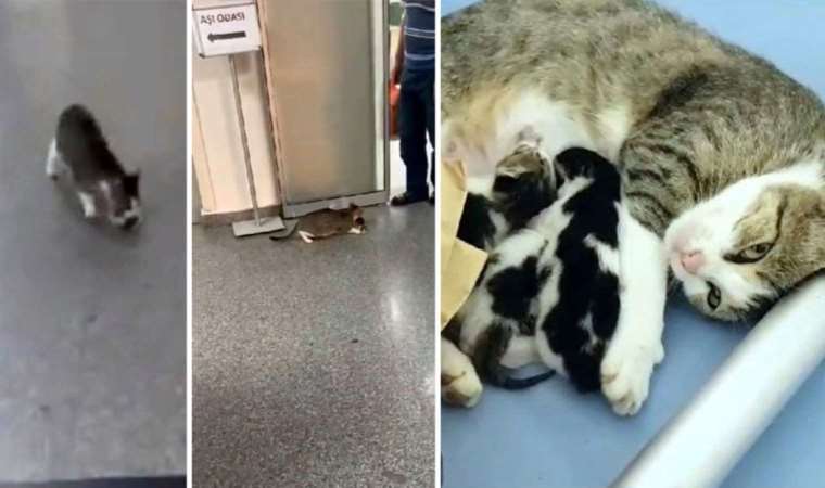 Anne kedi, ağzında taşıdığı yavrusunu acil servise getirdi